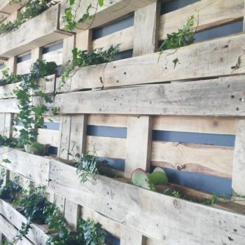 Karmić kwiaty, czy podlewać kota?