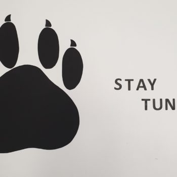 Miesiąc zwierzaków w O4: zbiórka dla Promyka