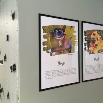 Pies w biurze – najlepszy przyjaciel w pracy!